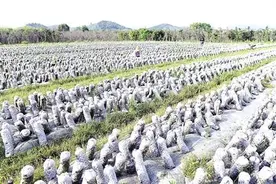 “圆梦村”产业振兴之路图片