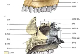 高清彩图解剖：颈部、颅面骨图片