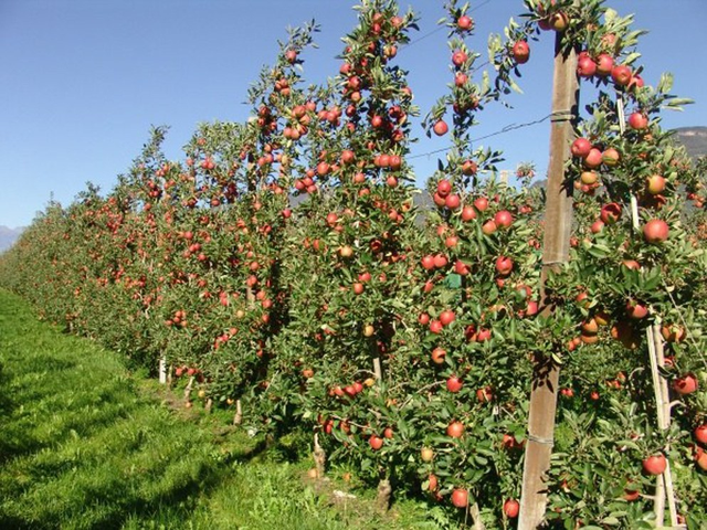 为什么有机果园一定要生草