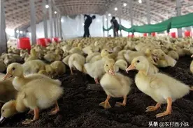 雏鸭的管理注意事项：如何让雏鸭尽快适应环境图片