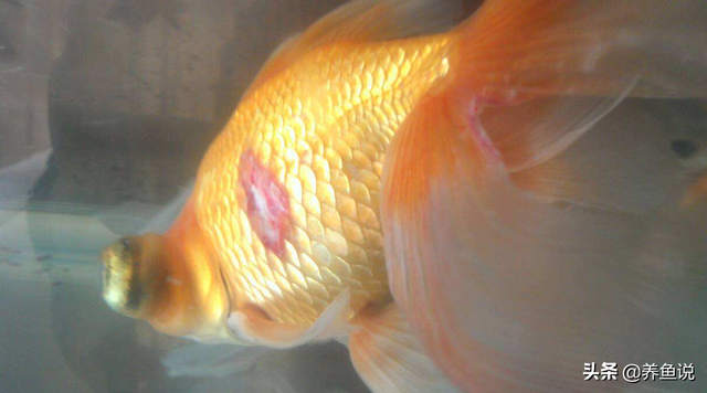 为什么鱼的鱼鳞