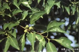 农村“柞刺”别烧，被叫“黄金木”，木质硬，做成手串很值钱！图片