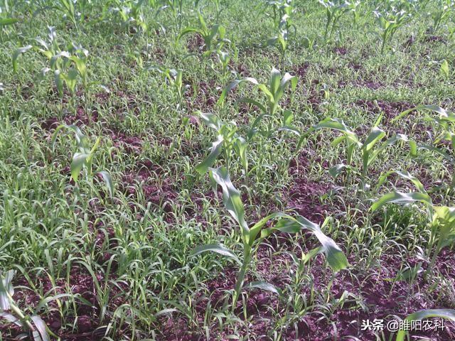 这个药是玉米田最好的除草剂，除草干净彻底，用一次管一季