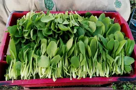 鸡毛菜，煮汤好？炒菜好？图片