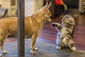 一只小奶猫被不喜欢的小伙伴亲了一口之后图片