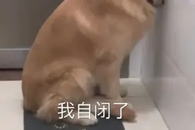 狗狗胖到走不动路，主人因此将它遗弃图片