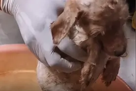 广东：全身腐烂的泰迪犬奄奄一息地躺在臭水沟旁，获救后它落泪了图片