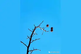 叶建明谈肺磨：肺磨玻璃结节治疗指南（个人版）图片