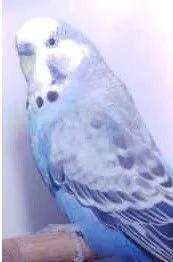 黄绿鱼鳞鹦鹉