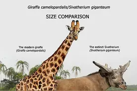 37组图片，动物们远古祖先的样子！这不是山海经么？根据化石恢复图片