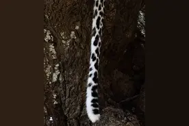 猎物锐减迫使花豹以家畜为食图片