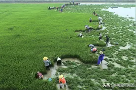 安徽庐江：藕田轮作种水稻图片