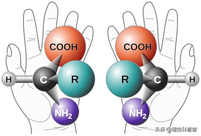 氨基酸池，生命之池，动物合成蛋白质的材料来源。