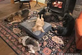 好心酸，当狗狗发现自己的窝被猫占了，它们会怎么做？图片