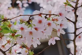 西安的樱花终于开了！这些地方不用预约！图片