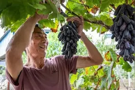 甜蜜蓝宝石葡萄木质化差、成花率低！怎么办？图片