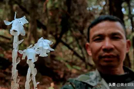 我国大山里一种罕见的植物，被民间称之为“幽灵之花”，看是个啥图片