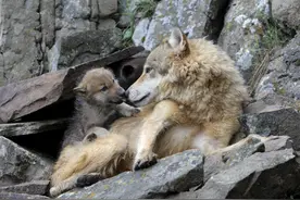 老猎人发现1头母狼奄奄一息，救下狼崽2年后失踪，结果去替母报仇图片