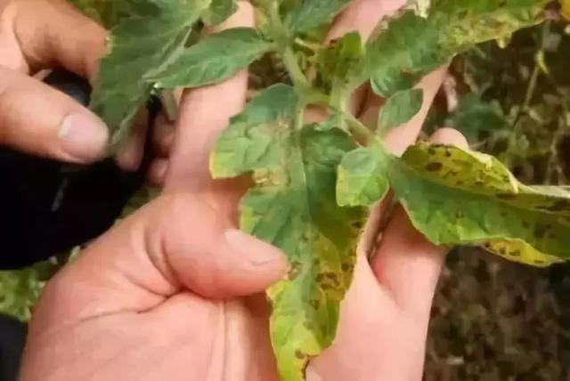 5类杀菌剂使用不当，最容易误伤作物！你会正确使用它们吗？