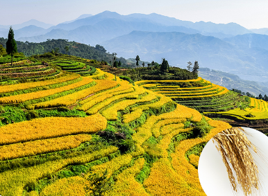 整天加班还能养颜？原来她们都在喝这种红曲酒