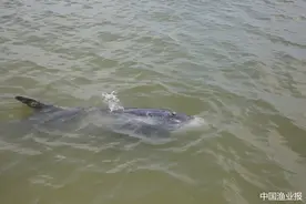 一头伪虎鲸搁浅连云港海域获救助图片