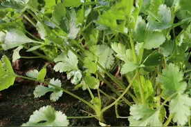 香菜什么时间种植？怎么种？看完这篇文章不用再愁没有香菜做汤了图片