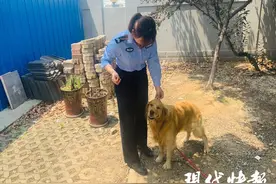 民警捡到金毛5天后吃不消了：狗狗食量大，主人快现身！图片