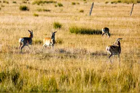 青海：青藏高原上的野生动物图片