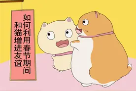 铲屎官如何用假期7天时间改善和猫的友谊，和猫一起玩耍最重要图片
