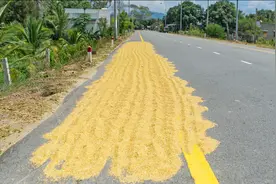 米长了虫，要拿到太阳下晒晒？正确做法有4招，快回家试试图片