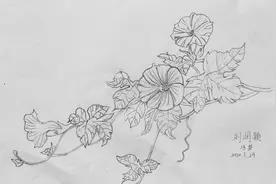 六年级学生花卉速写作品集图片