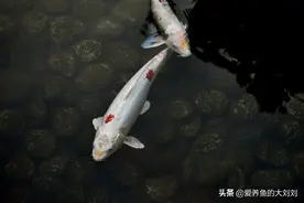 停电了，如何给鱼缸增氧？图片