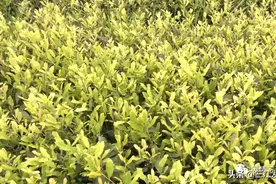 着力念好“茶叶经” 茶叶苗成“金元宝”图片