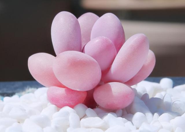 7种呆萌可爱的多肉植物,家里养一盆,天天有好心情