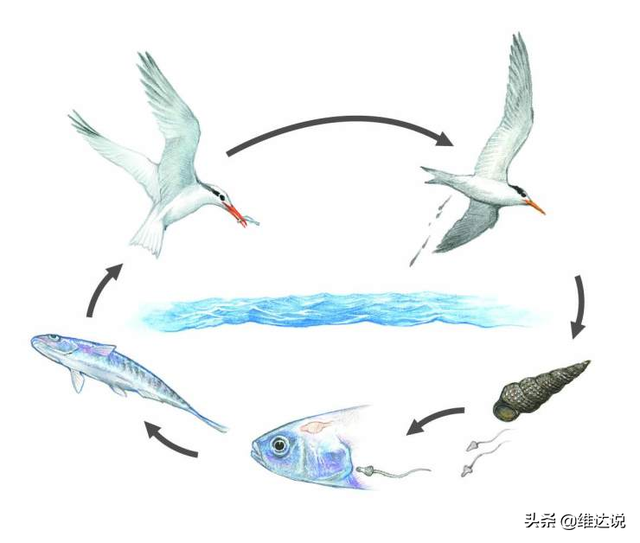 万万没想到，自然界那些诡计多端的寄生生物丝毫不逊色“寄生兽”