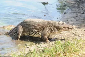 进化论解释不了？为什么2亿年来鳄鱼几乎没有发生变化？图片