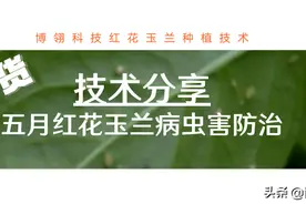 干货分享：五月红花玉兰病虫害防治图片