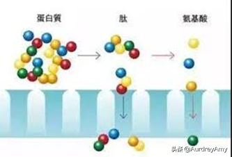 牛胶原和鱼胶原哪个好 2026年牛胶原和鱼胶原哪个好用