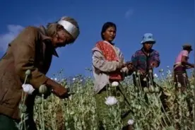 全世界都知道金三角是毒品源头，为何不派军队去剿灭？有4大原因图片