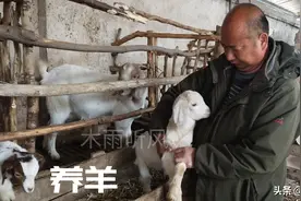 传授养羊经验，没有放牧条件，采用圈养，如何养出更好的羊图片