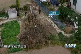 法治天下 | 施工引发百年皂角树倒塌，责任究竟在谁？图片