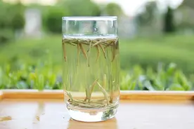 白茶是凉性还是温性的茶图片