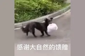 偷外卖成网红的大黄，被人毒死了…图片