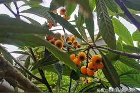 都昌：五月枇杷黄似橘 采摘尝鲜正当时图片