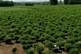 200多块一公斤的金银花，让老乡们收获真金白银图片