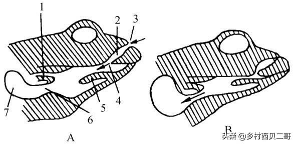 牛蛙的人工高效养殖技术