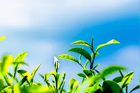 真正厉害的人，早已把人生调成了“静音模式”图片