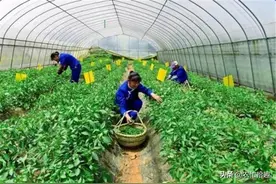 又现天价辣椒，一斤上百元，仍不愁销路，5月已上市图片