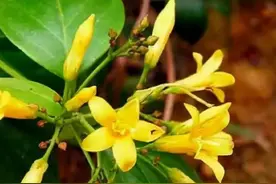 农村常见的5种植物含有“剧毒”，有人还在吃，要当心图片