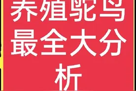 谁说养殖鸵鸟不赚钱？那是方法没用对，这里有养殖鸵鸟全介绍图片